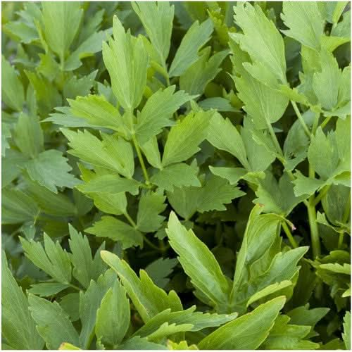 lovage herb seeds for planting