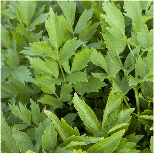 Lovage Herb Seeds For Planting (Levisticum officinale)