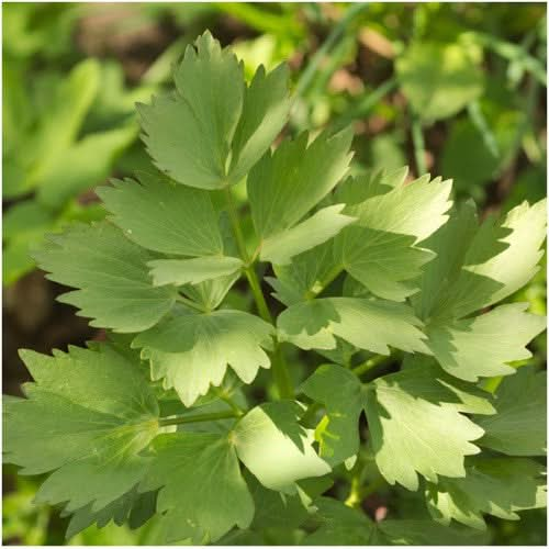 lovage herb seeds for planting