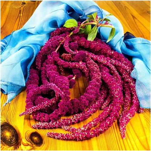 Love Lies Bleeding Seeds For Planting (Amaranthus caudatus)