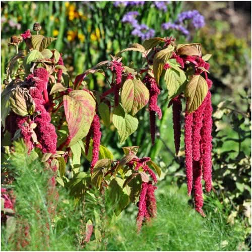 love seed plant Love Lies Bleeding Seeds For Planting (Amaranthus caudatus) – Seed Needs LLC