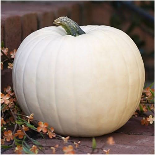 spooky mix pumpkin seeds for planting