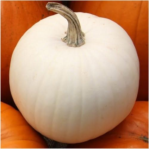 Lumina White Pumpkin