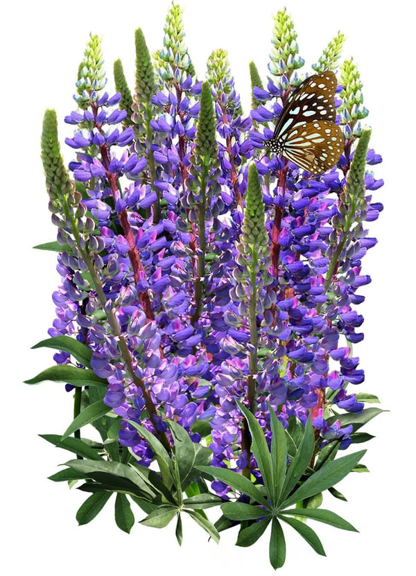 wild perennial lupine seeds for planting