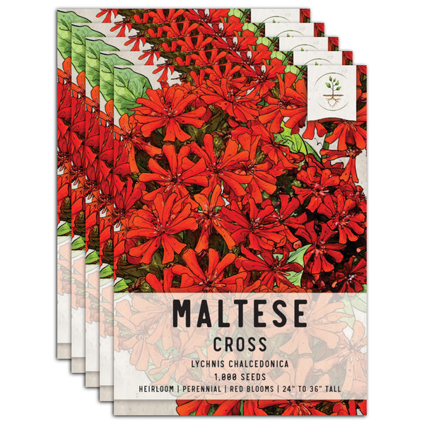 Maltese Cross Seeds For Planting (Lychnis chalcedonica)