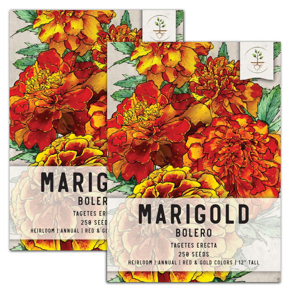 Bolero Marigold Seeds For Planting (Tagetes erecta)