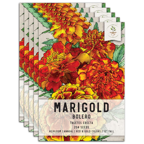 Bolero Marigold Seeds For Planting (Tagetes erecta)