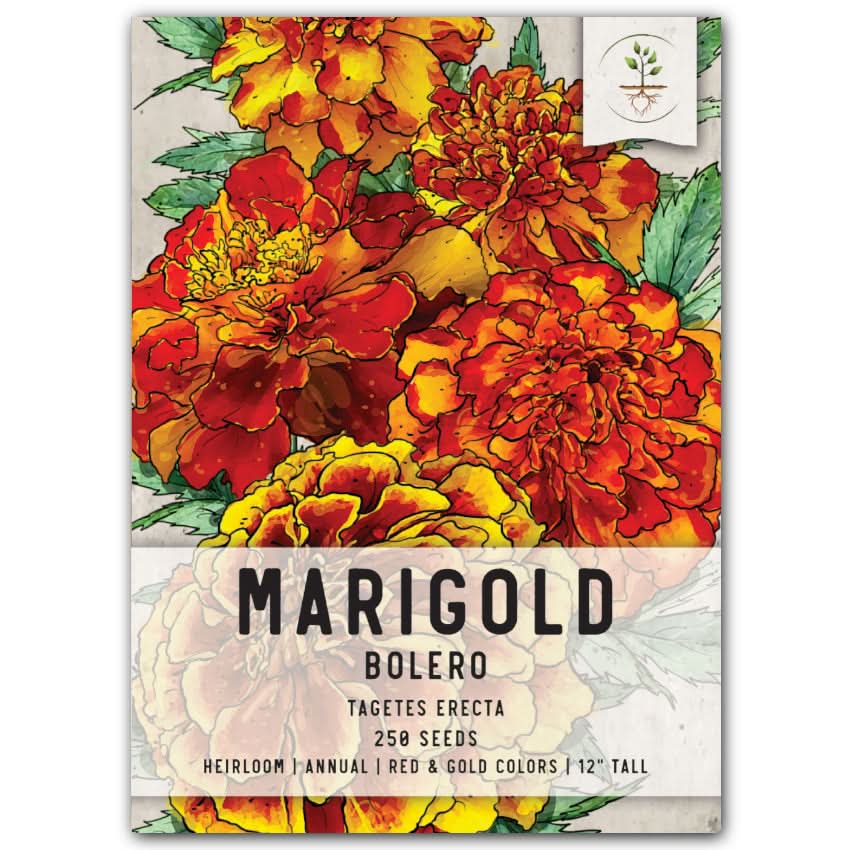 Bolero Marigold Seeds For Planting (Tagetes erecta)