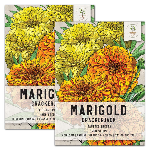 marigold seed packets Crackerjack Marigold Seeds For Planting (Tagetes erecta) Seed Needs – Seed Needs LLC