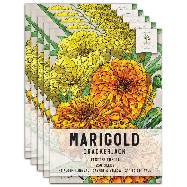 Crackerjack Marigold Mixture (Tagetes erecta)