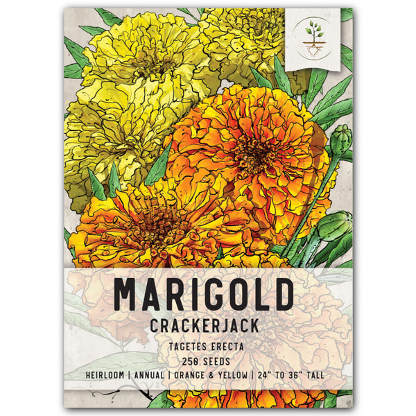 Crackerjack Marigold Mixture (Tagetes erecta)