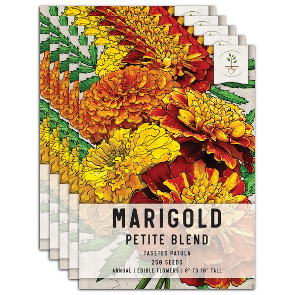 marigold seeds edible Petite Marigold Seeds For Planting (Tagetes patula) Seed Needs – Seed Needs LLC