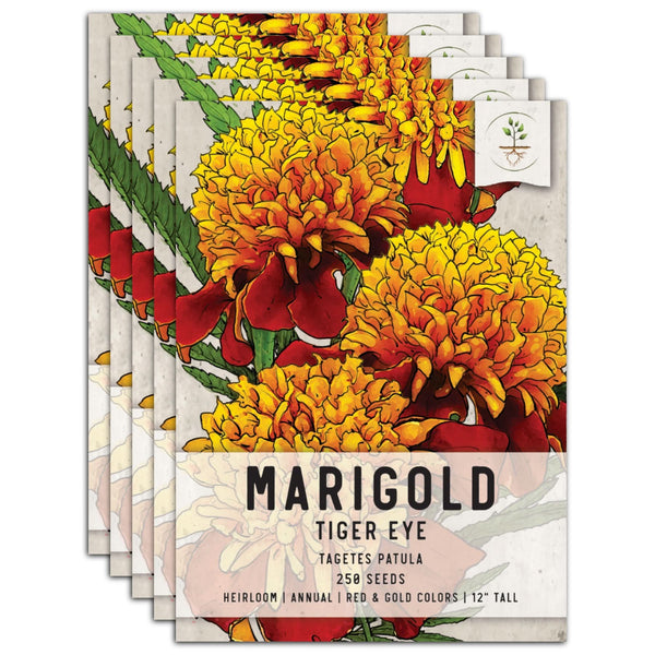 Tiger Eye French Marigold Seeds For Planting (Tagetes patula)