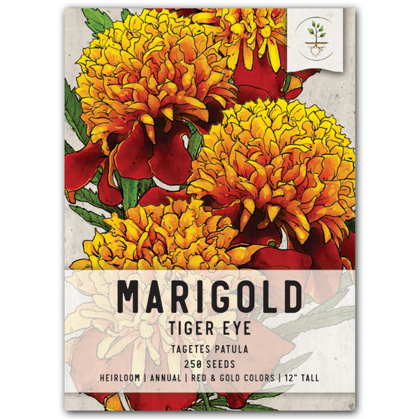 Tiger Eye French Marigold Seeds For Planting (Tagetes patula)