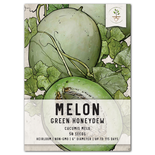 50 Honeydew Green Melon Seeds | Non-GMO | Fresh Garden Seeds