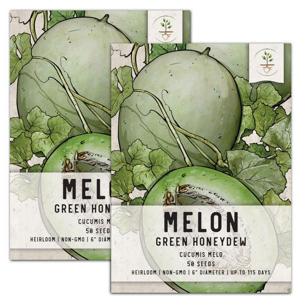 planting honeydew seeds Green Honeydew Melon Seeds For Planting (Cucumis melo) – Seed Needs LLC