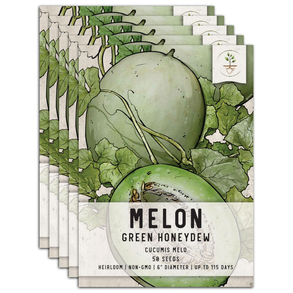 honeydew seeds planting Green Honeydew Melon Seeds For Planting (Cucumis melo) – Seed Needs LLC
