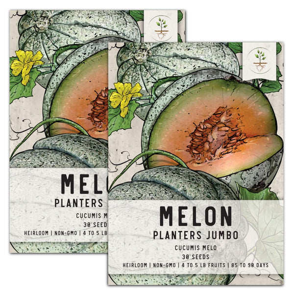 planting melon seeds from fruit Planters Jumbo Melon Seeds For Planting (Cucumis melo) – Seed Needs LLC