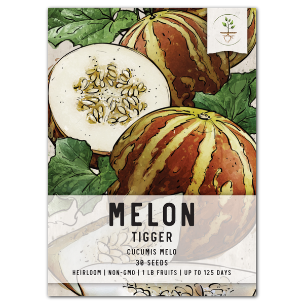Tigger Melon Seeds For Planting (Cucumis melo)