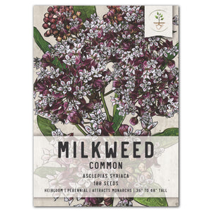 PINK COMMON MILKWEED SEEDS FOR PLANTING