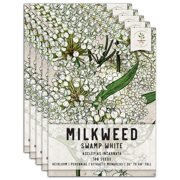 White Swamp Milkweed Seeds For Planting (Asclepias incarnata)