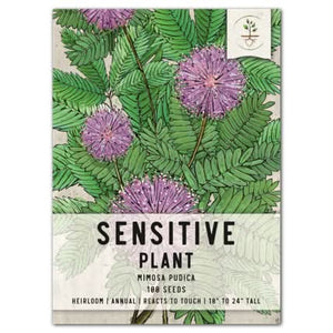 SENSITIVE PLANT MIMOSA PUDICA SEEDS FOR PLANTING