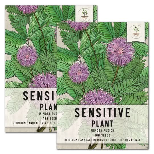 SENSITIVE PLANT MIMOSA PUDICA SEEDS FOR PLANTING