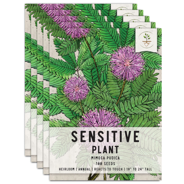 Sensitive Plant Seeds For Planting (Mimosa Pudica)