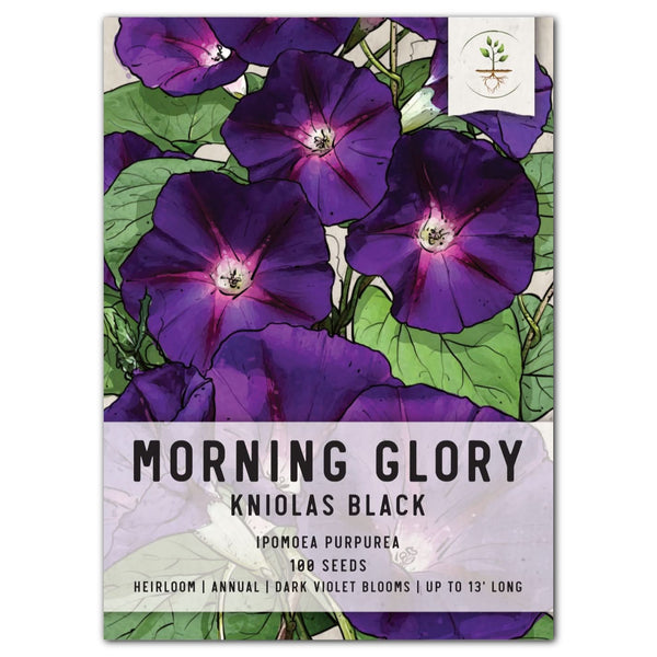 burpee morning glory seeds Black Kniolas Morning Glory Seeds For Planting (Ipomoea purpurea) – Seed Needs LLC