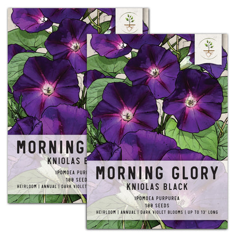 Black Kniolas Morning Glory Seeds For Planting (Ipomoea purpurea)