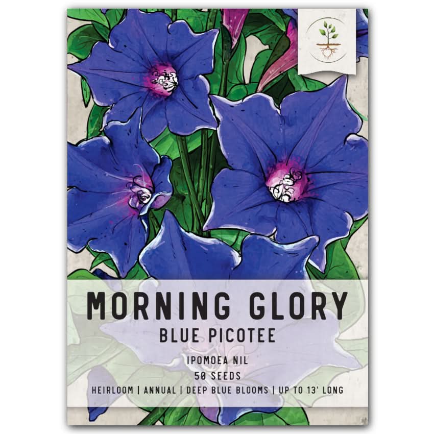 Blue Picotee Morning Glory Seeds For Planting (Ipomoea nil) – Seed