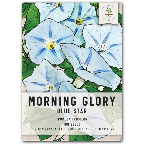 Blue Star Morning Glory Seeds For Planting (Ipomoea tricolor)