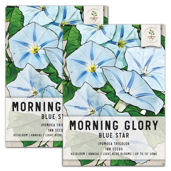 Blue Star Morning Glory Seeds For Planting (Ipomoea tricolor)
