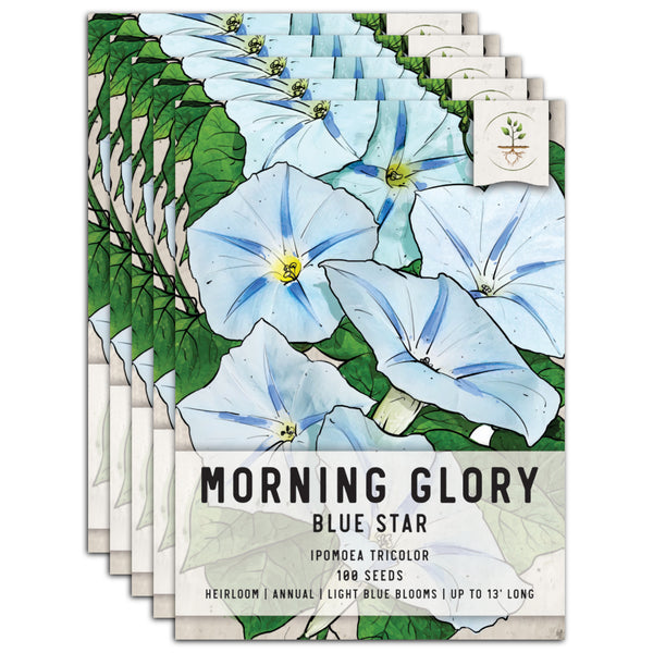 Blue Star Morning Glory Seeds For Planting (Ipomoea tricolor)