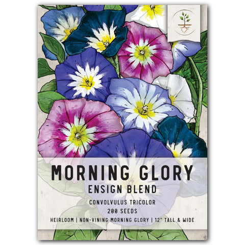 Morning Glory, Ensign Mixture (Convolvulus tricolor)