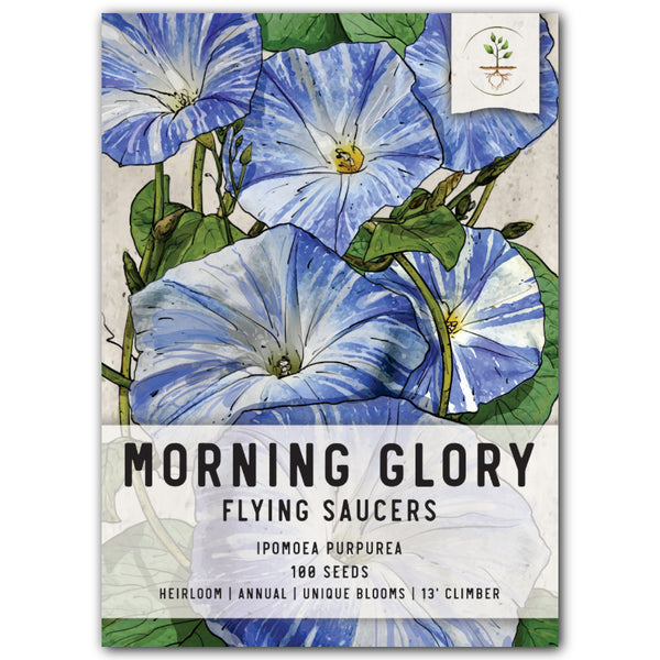 Flying Saucers Morning Glory Seeds For Planting (Ipomoea purpurea)