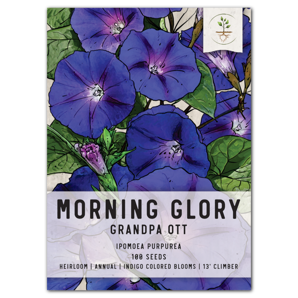 grandpa ott morning glory seeds for planting