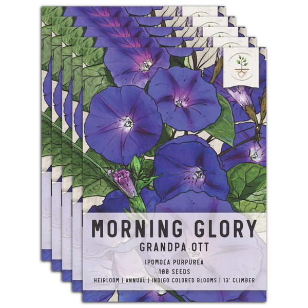 Grandpa Ott Morning Glory Seeds For Planting (Ipomoea purpurea)