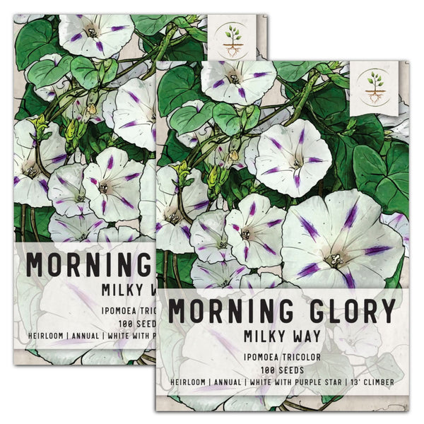 morning glory seed dose Milky Way Morning Glory Seeds (Ipomoea tricolor)