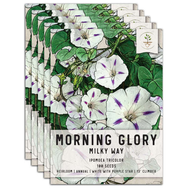 Milky Way Morning Glory Seeds For Planting (Ipomoea tricolor)