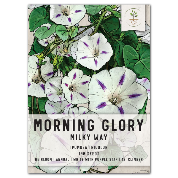 Milky Way Morning Glory Seeds For Planting (Ipomoea tricolor)