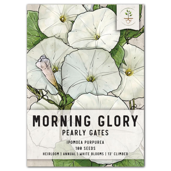 morning glory seeds trip report Pearly Gates Morning Glory Seeds For Planting (Ipomoea tricolor) – Seed Needs LLC