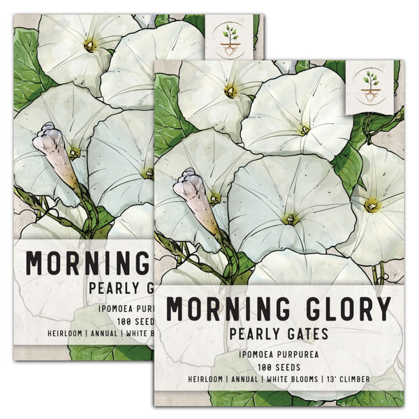 Pearly Gates Morning Glory Seeds For Planting (Ipomoea tricolor)