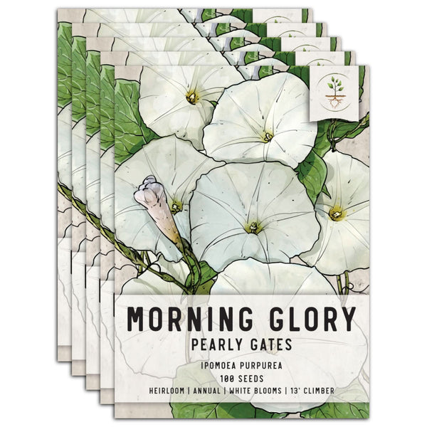 Pearly Gates Morning Glory Seeds For Planting (Ipomoea tricolor)