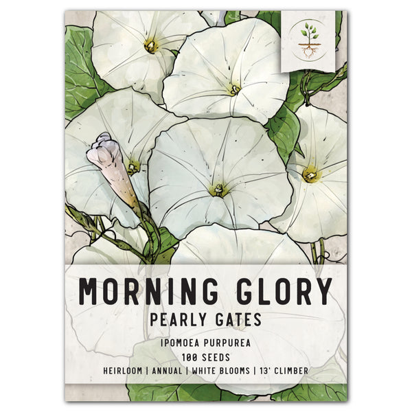 Pearly Gates Morning Glory Seeds For Planting (Ipomoea tricolor)
