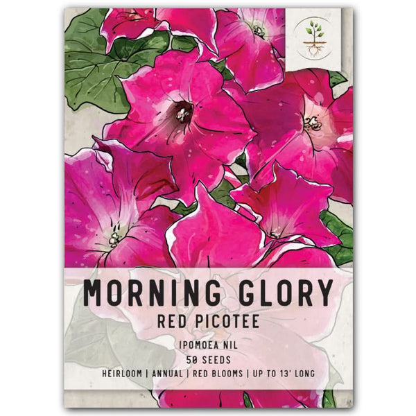 Red Picotee Morning Glory Seeds For Planting (Ipomoea nil)