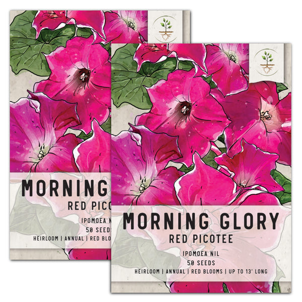 Red Picotee Morning Glory Seeds For Planting (Ipomoea nil)