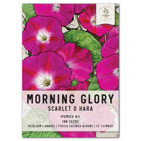 Scarlet O'Hara Morning Glory Seeds For Planting (Ipomoea nil)