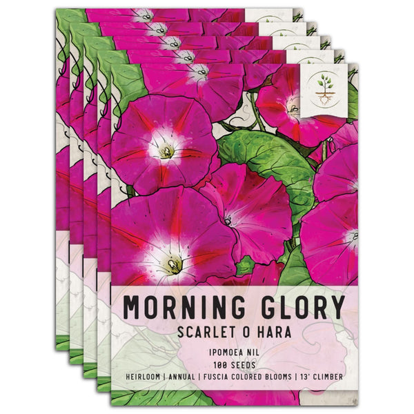 Scarlet O'Hara Morning Glory Seeds For Planting (Ipomoea nil)