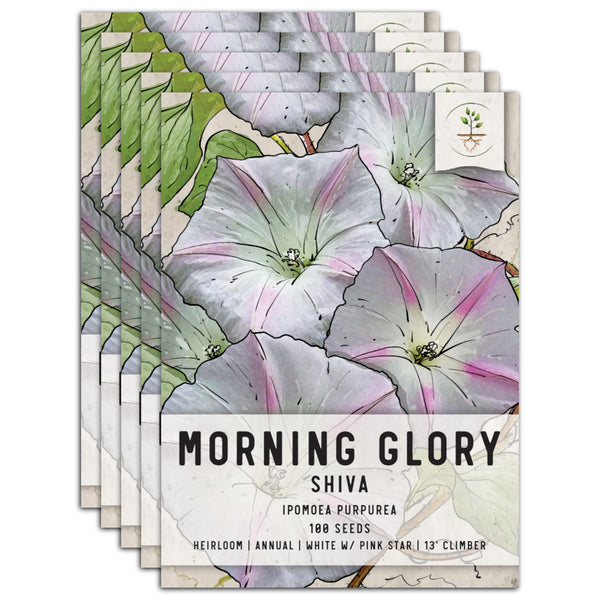 Shiva Morning Glory Seeds For Planting (Ipomoea purpurea)
